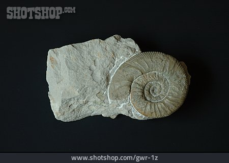 
                Fossil, Ammonit, Versteinerung                   
