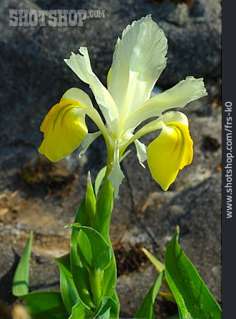 
                Blüte, Geweih-iris                   