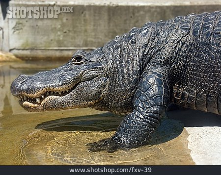 
                Alligator                   