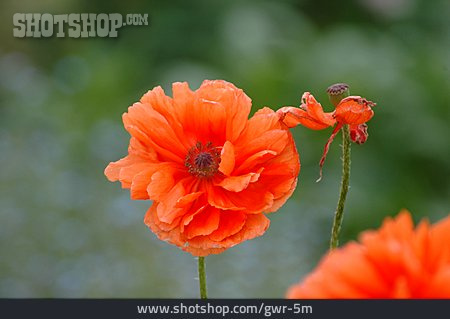 
                Mohn                   