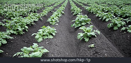 
                Gemüseanbau, Kartoffelpflanze                   