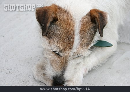 
                Rassehund, Parson-russell-terrier                   