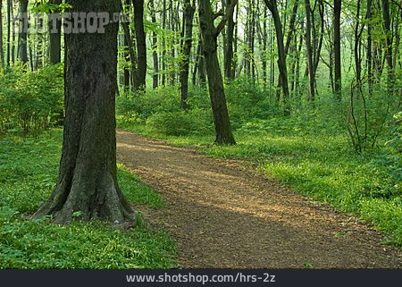 
                Wald, Waldweg, Plänterwald                   