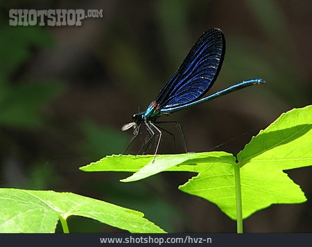 
                Libelle, Gebänderte Prachtlibelle                   