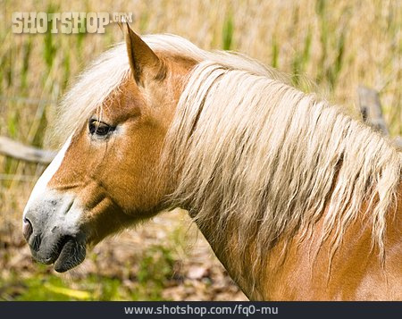
                Pferd, Haflinger                   