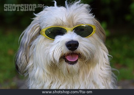 
                Hund, Sonnenbrille, Cool                   