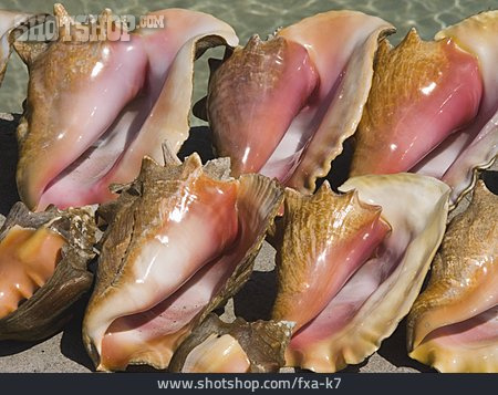 
                Muschel, Conch                   