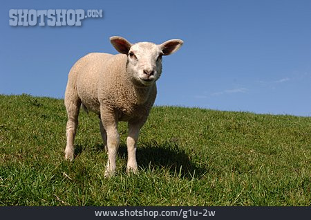 
                Schaf, Lamm, Hausschaf                   