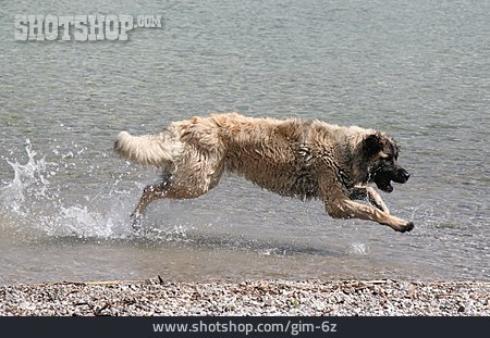 
                Wasser, Laufen, Hund                   