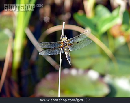 
                Libelle, Vierfleck                   