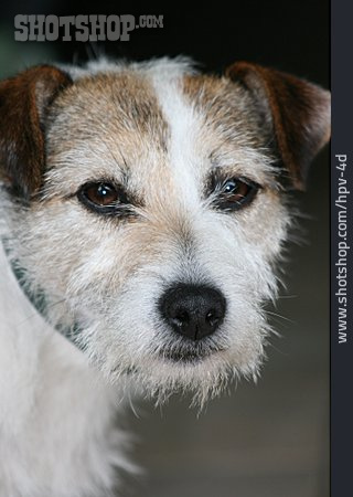 
                Parson-russell-terrier                   