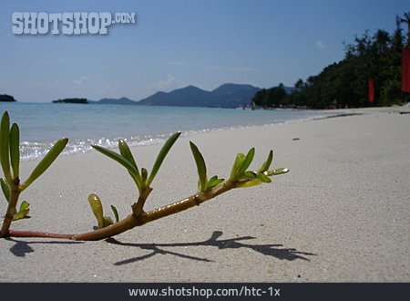 
                Strand, Thailand, Koh Samui, Alge                   