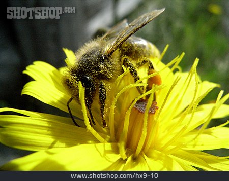 
                Blüte, Biene, Blütenstaub                   