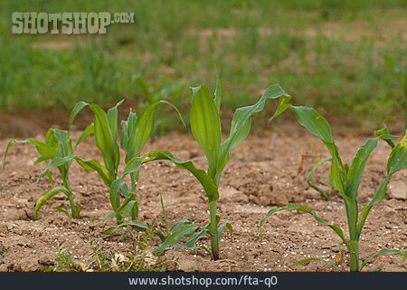 
                Wachstum, Mais, Maispflanze                   