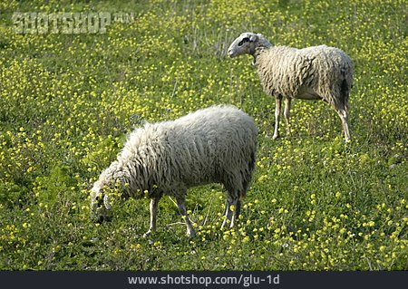 
                Sheep, Feeding                   