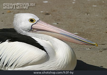
                Pelikan                   
