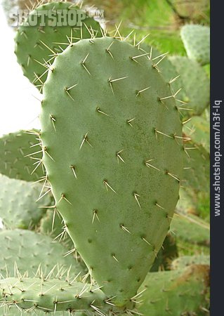 
                Dornen, Kaktus                   