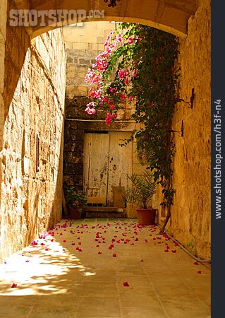 
                Mittelalter, Kletterpflanze, Valletta, Kletterrose                   