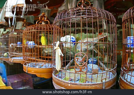 
                Hongkong, Käfig, Vogelkäfig                   