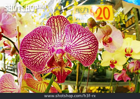 
                Marktstand, Orchidee                   