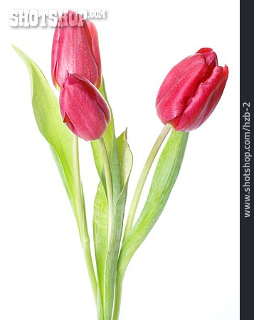 
                Blume, Tulpe, Schnittblume                   