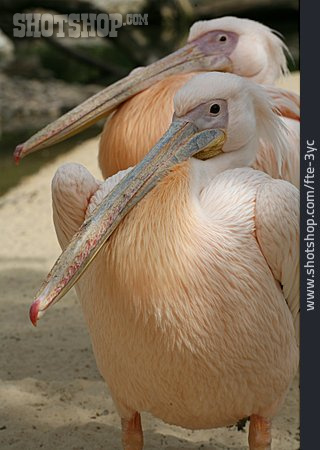 
                Tierpärchen, Pelikan                   