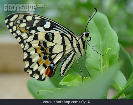 
                Schmetterling, Limetten-schwalbenschwanz                   