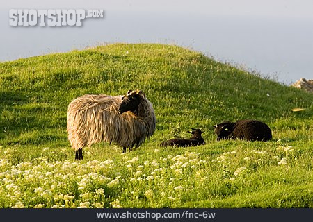 
                Schaf, Heidschnucke                   