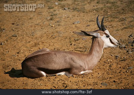 
                Antilope                   