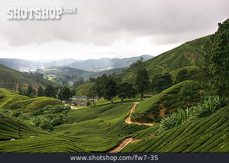 
                Asien, Hügel, Teeanbau, Malaysia                   