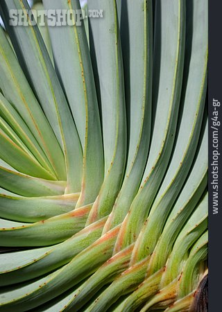 
                Pflanze, Aloe Vera                   