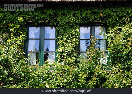 
                Sprossenfenster, Efeu, Bauernhaus                   