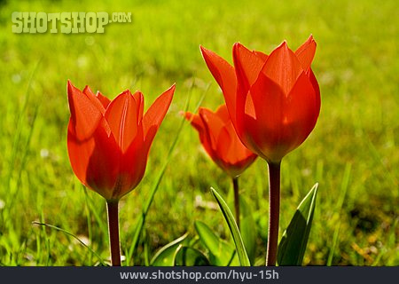 
                Blume, Tulpe                   