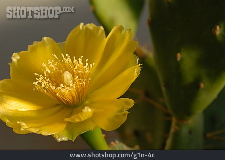 
                Blüte, Kaktus                   