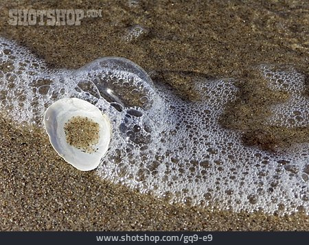 
                Strand, Sand, Muschel                   