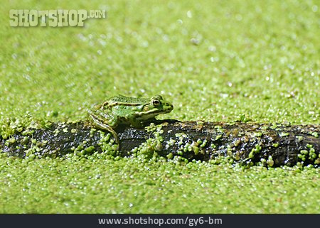
                Frog, Edible Frog                   