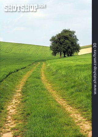 
                Landschaft, Feldweg                   