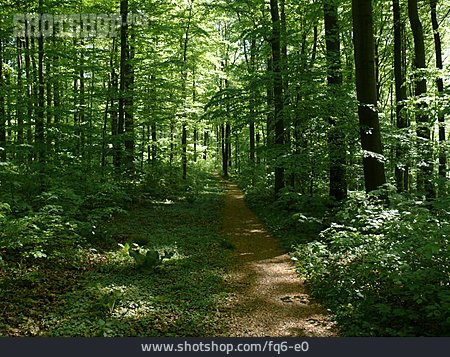 
                Waldweg, Laubwald, Forst                   