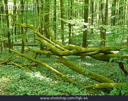 
                Wald, Baumstamm, Laubwald                   