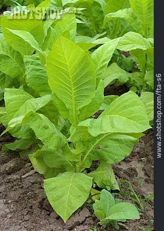 
                Tabak, Tabakpflanze                   