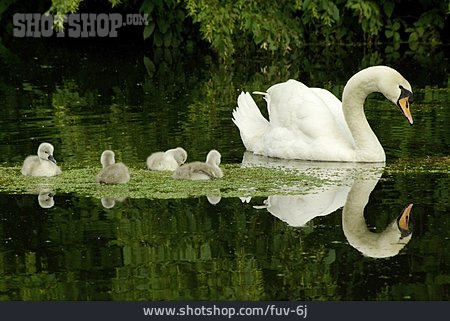 
                Tierfamilie, Schwimmen, Schwan                   