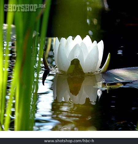 
                Teich, Seerose                   