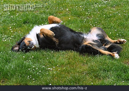 
                Liegen, Wälzen, Berner Sennenhund                   