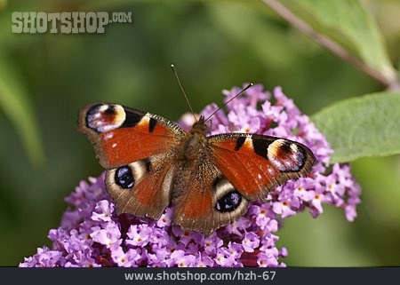 
                Schmetterling, Pfauenauge                   
