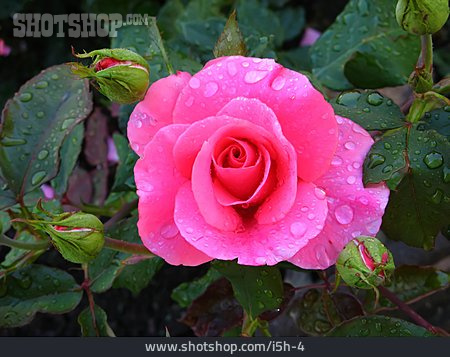 
                Rose, Rosenstrauch                   