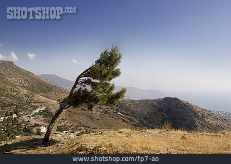
                Baum, Griechenland, Euböa                   