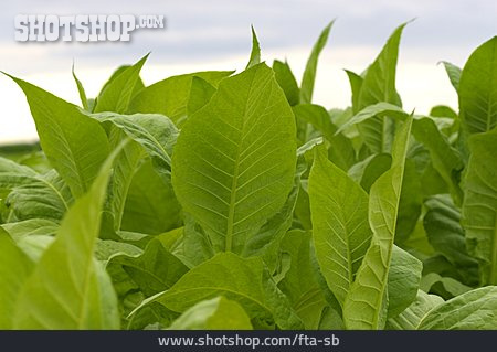 
                Tabak, Tabakpflanze                   