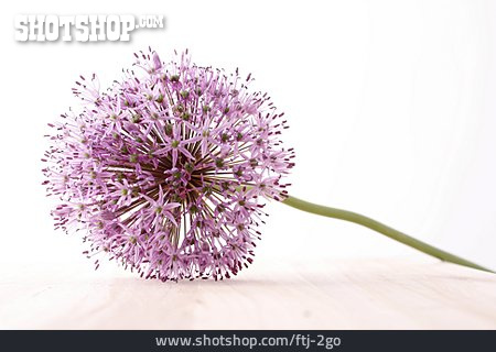 
                Blüte, Allium                   
