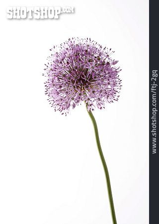 
                Allium, Zierlauch                   