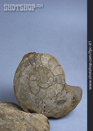 
                Fossil, Ammonit                   